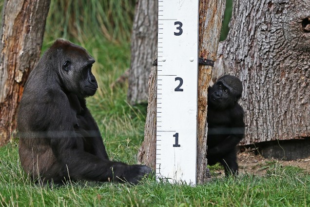 Bebê e mamãe gorila são medidos e pesados no London Zoo, na capital britânica - 24/08/2017