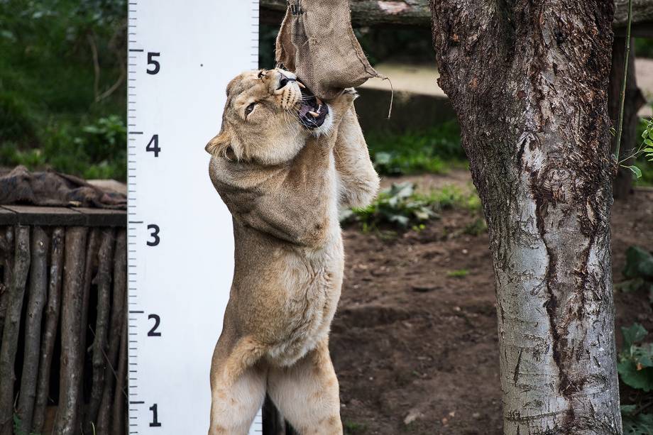 Leoa se estica para pegar um pedaço de carne, durante a pesagem anual no Zoológico de Londres - 24/08/2017