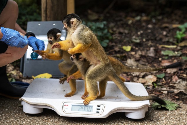 Macacos são atraídos para uma balança, durante pesagem anual no Zoológico de Londres - 24/08/2017