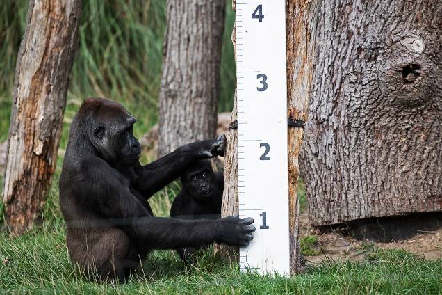 Bebê e mamãe gorila são medidos e pesados no London Zoo, na capital britânica - 24/08/2017 Bebê e mamãe gorila são medidos e pesados no London Zoo, na capital britânica - 24/08/2017
