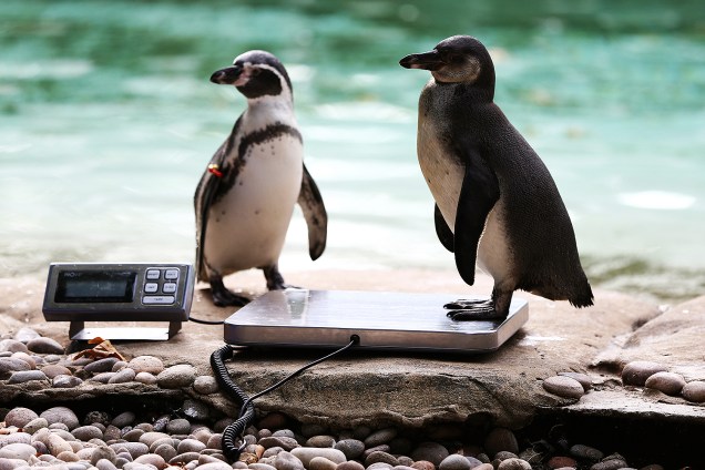 Pinguins são pesados durante pesagem anual no Zoológico de Londres - 24/08/2017