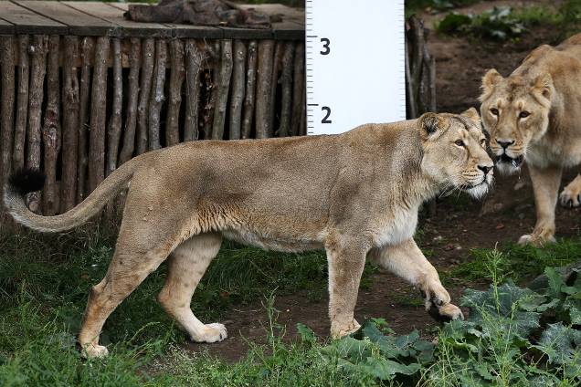 Uma régua é colocada na jaula dos leões, durante pesagem anual no Zoológico de Londres - 24/08/2017 Uma régua é colocada na jaula dos leões, durante pesagem anual no Zoológico de Londres - 24/08/2017