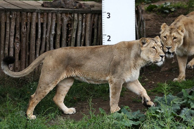 Uma régua é colocada na jaula dos leões, durante pesagem anual no Zoológico de Londres - 24/08/2017