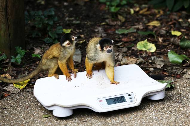Macacos são atraídos para uma balança, durante pesagem anual no Zoológico de Londres - 24/08/2017 Macacos são atraídos para uma balança, durante pesagem anual no Zoológico de Londres - 24/08/2017