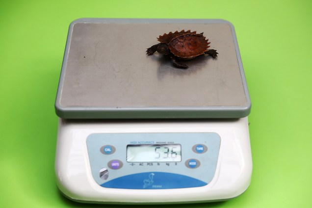 Uma tartaruga spinosa é pesada , durante pesagem anual no Zoológico de Londres - 24/08/2017