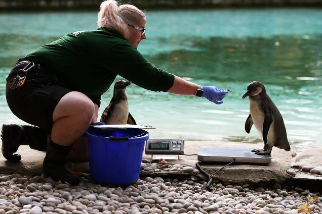 Pinguim sobe em uma balança, durante pesagem anual no Zoológico de Londres - 24/08/2017 Pinguim sobe em uma balança, durante pesagem anual no Zoológico de Londres - 24/08/2017