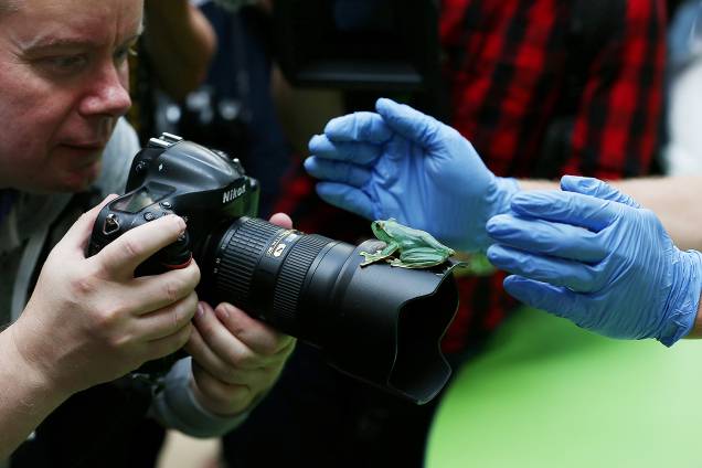 Uma perereca repousa em cima da lente do fotógrafo, durante pesagem anual no Zoológico de Londres - 24/08/2017 Uma perereca repousa em cima da lente do fotógrafo, durante pesagem anual no Zoológico de Londres - 24/08/2017