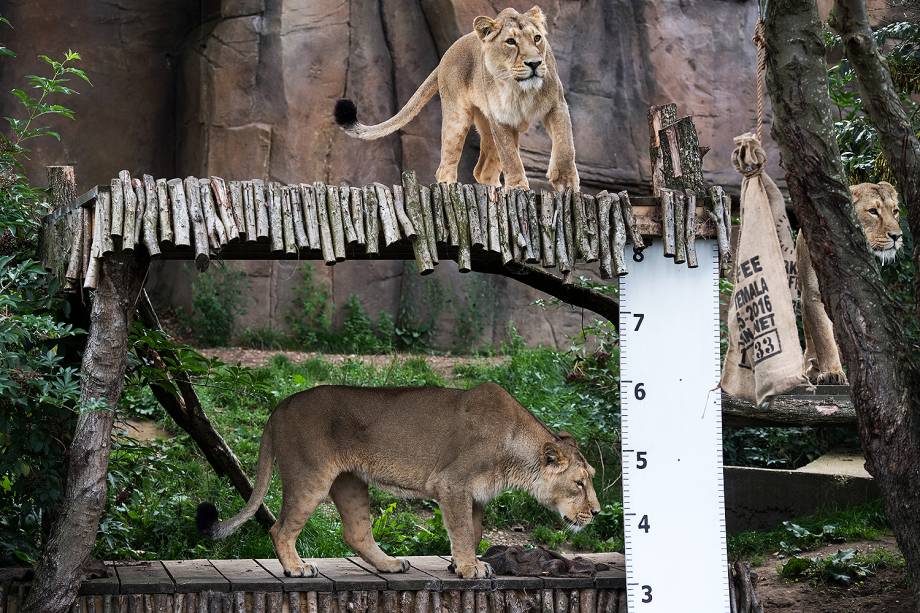 Uma régua é colocada na jaula dos leões, durante pesagem anual no Zoológico de Londres - 24/08/2017