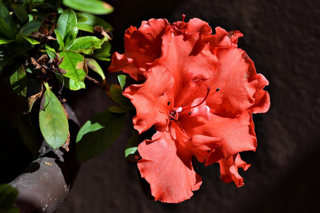 Azaleia vermelha