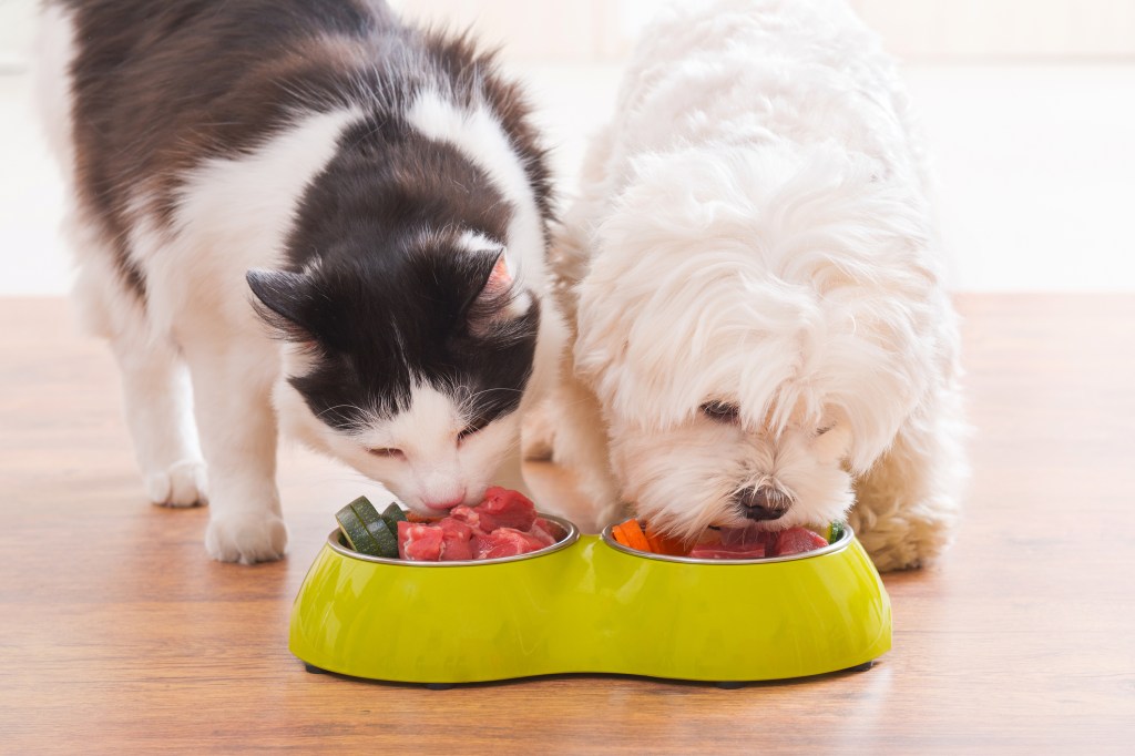 Gato e cachorro comendo