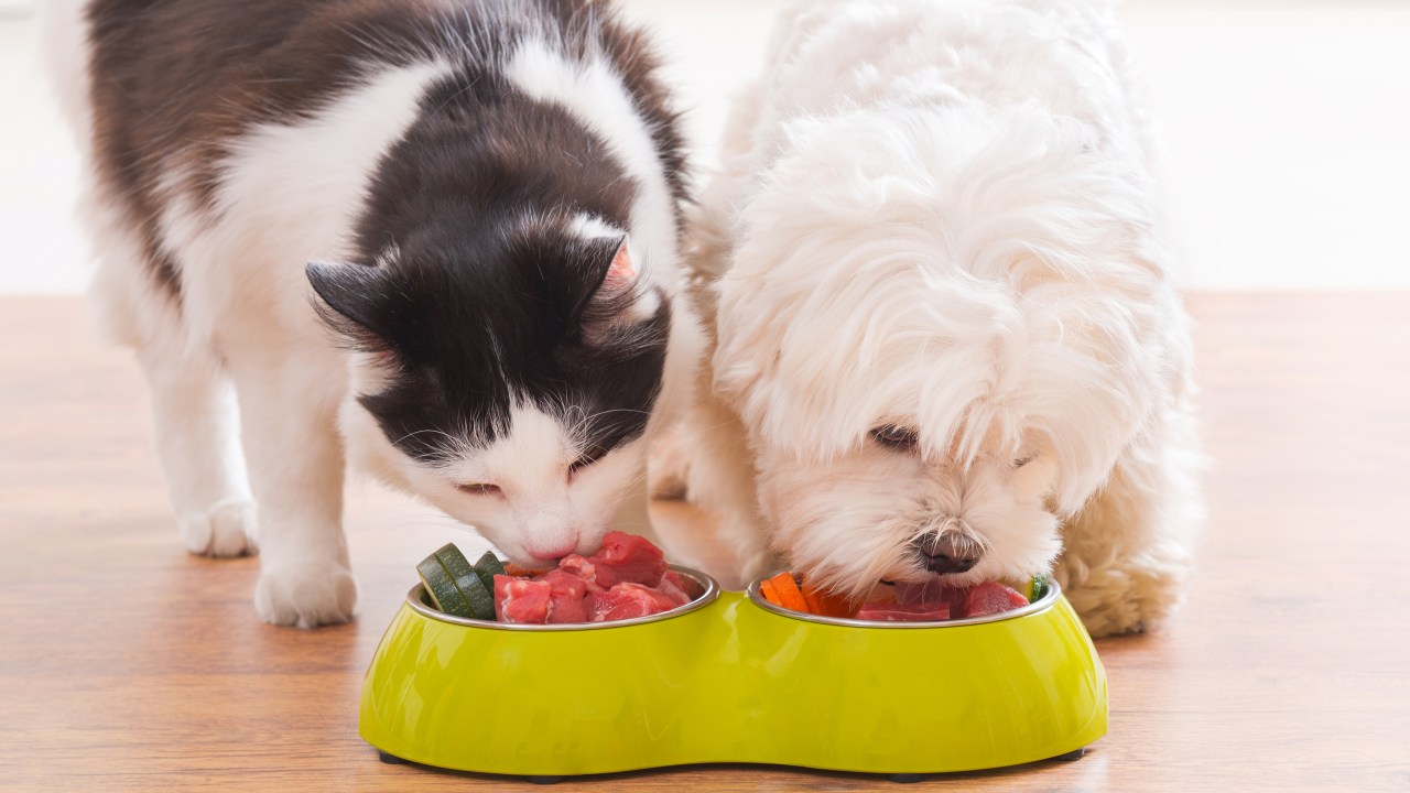Gato e cachorro comendo