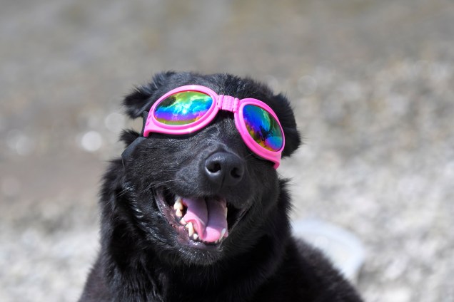 Cão usa óculos para observar o eclipse solar total em Nashville, no estado americano do Tennessee - 21/08/2017