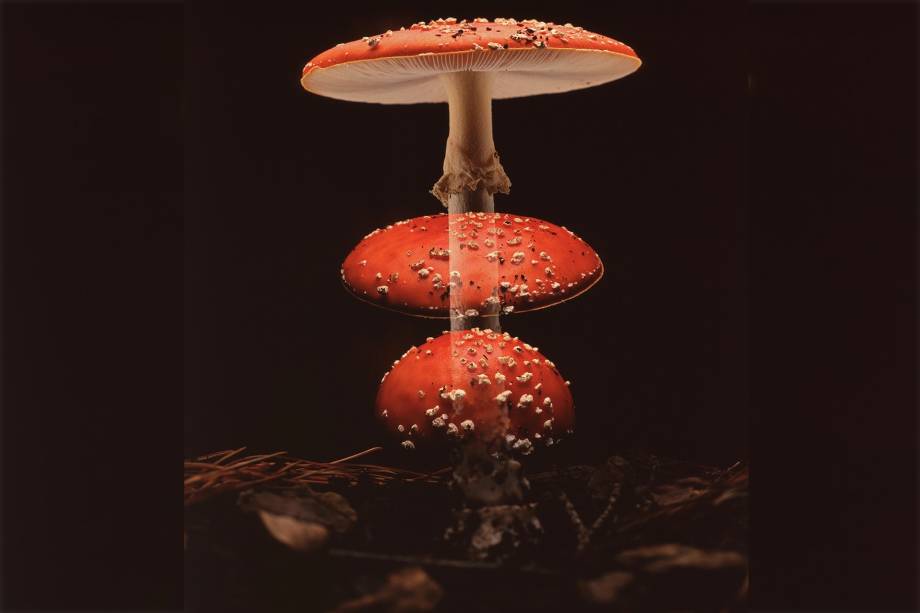 Sobreposição de imagens em uma única folha de filme mostra três etapas na frutificação de <em>Amanita muscaria</em>, uma espécie de cogumelo presente no Hemisfério Norte. É possível perceber mudanças na altura total, bem como no tamanho e na forma do fungo à medida que ele se desenvolve em um período de 24h a 36h