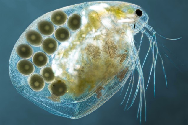 <em>Ceriodaphnia</em>, uma espécie de pulga aquática, durante a gestação. É possível identificar os ovos que a fêmea carrega na parte detrás do corpo