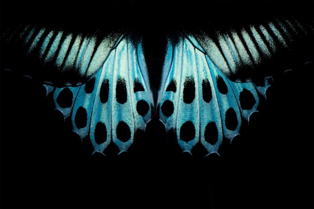 <span>Borboleta da espécie <em>Papilio polymnestor</em>, comum no sul da Índia. O fotógrafo encontrou o inseto descansando sobre uma folha à noite. A imagem foi capturada usando a menor potência de flash possível</span>