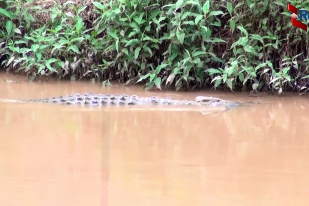 Ataques de crocodilos no rio Nyabarongo, em Ruanda mataram 7 pessoas em agosto