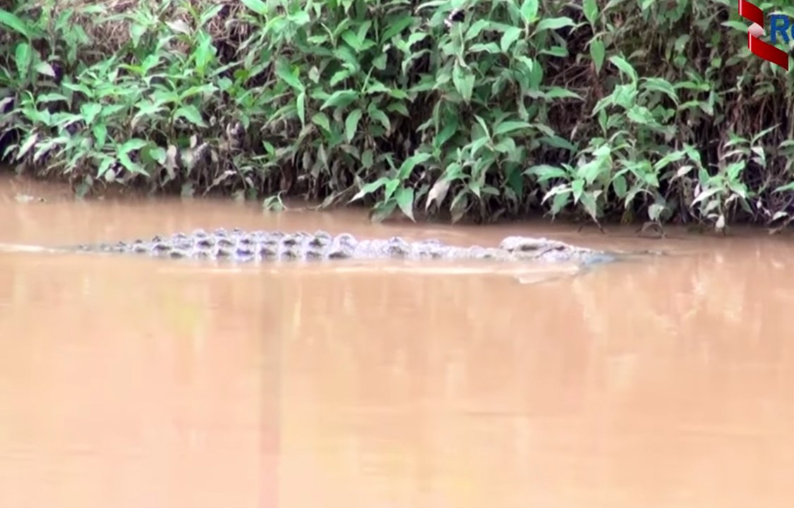 Ataques de crocodilos no rio Nyabarongo, em Ruanda mataram 7 pessoas em agosto
