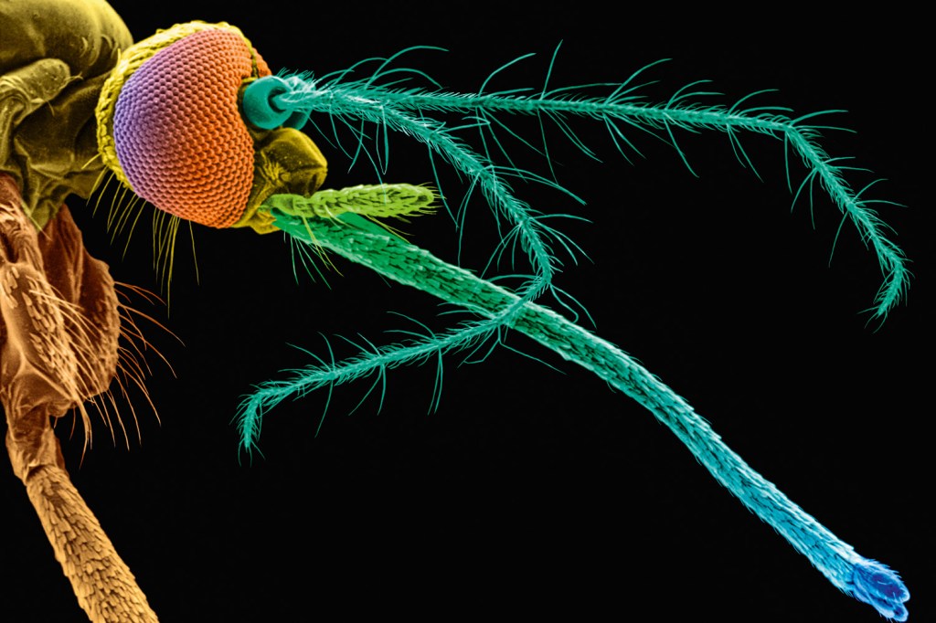 Female mosquito head - Aedes aegypti. Yellow fever and dengue fever carrier. SEM X12