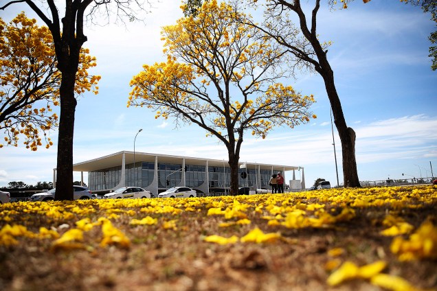 Brasília - Florada de ipês-amarelos colore o Distrito Federal - 29/08/2017