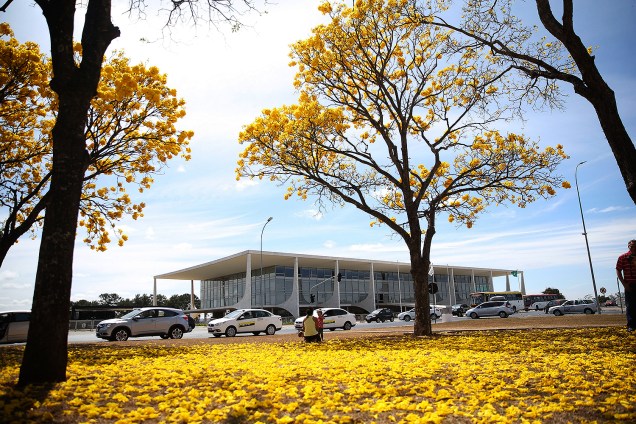 Brasília - Florada de ipês-amarelos colore o Distrito Federal - 29/08/2017