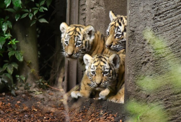 Filhotes de tigre siberiano são fotografados em seu recinto no zoológico de Hamburgo, na Alemanha - 03/08/2017