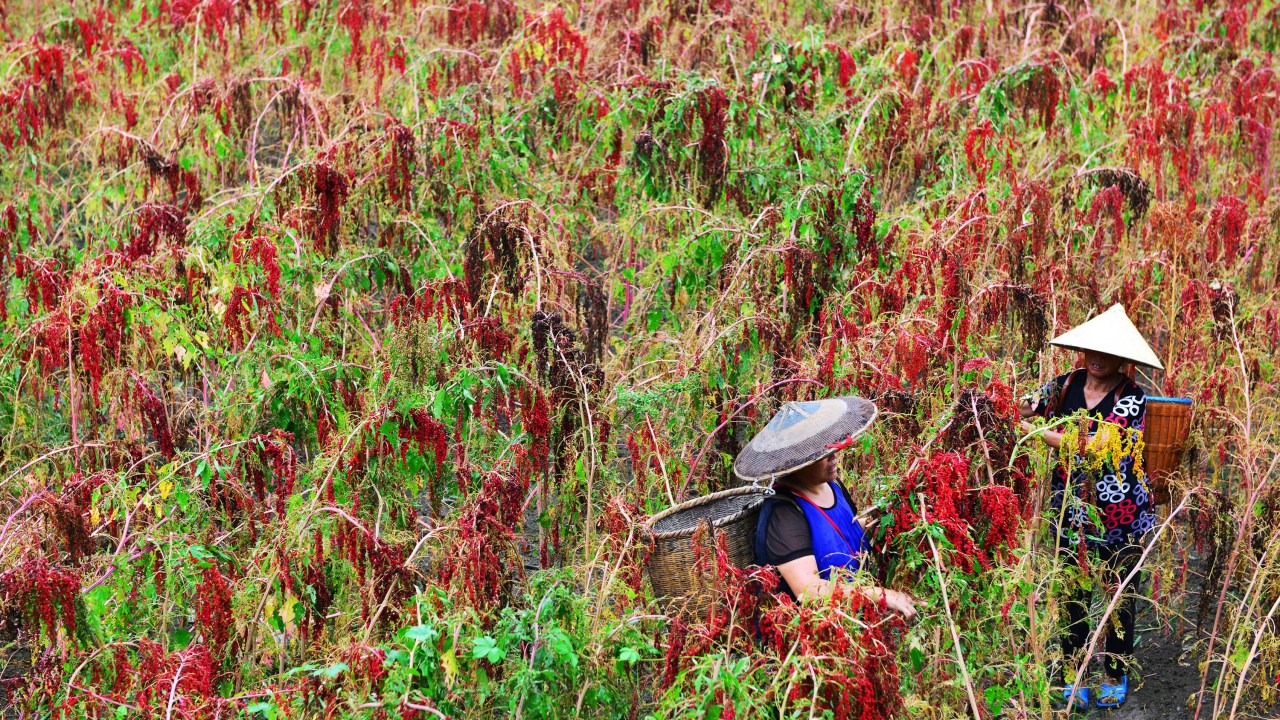Imagens do dia - Agricultura na China