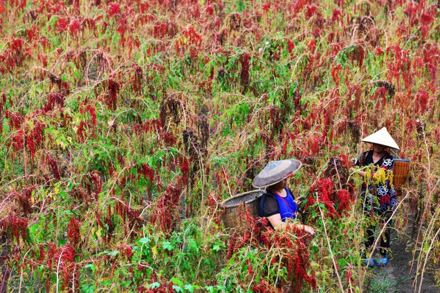 Agricultores chineses trabalham na colheita de quinoa vermelha em Jianhe, na província de Guizhou, sudoeste da China - 30/08/2017