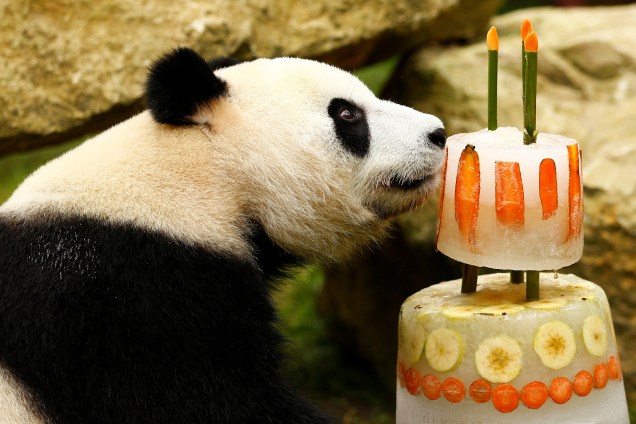 O panda gigante Xing Ya come seu bolo de gelo e frutas para comemorar seu 4º aniversário no Ouwehands Zoo em Rhenen, na Holanda - 08/08/2017