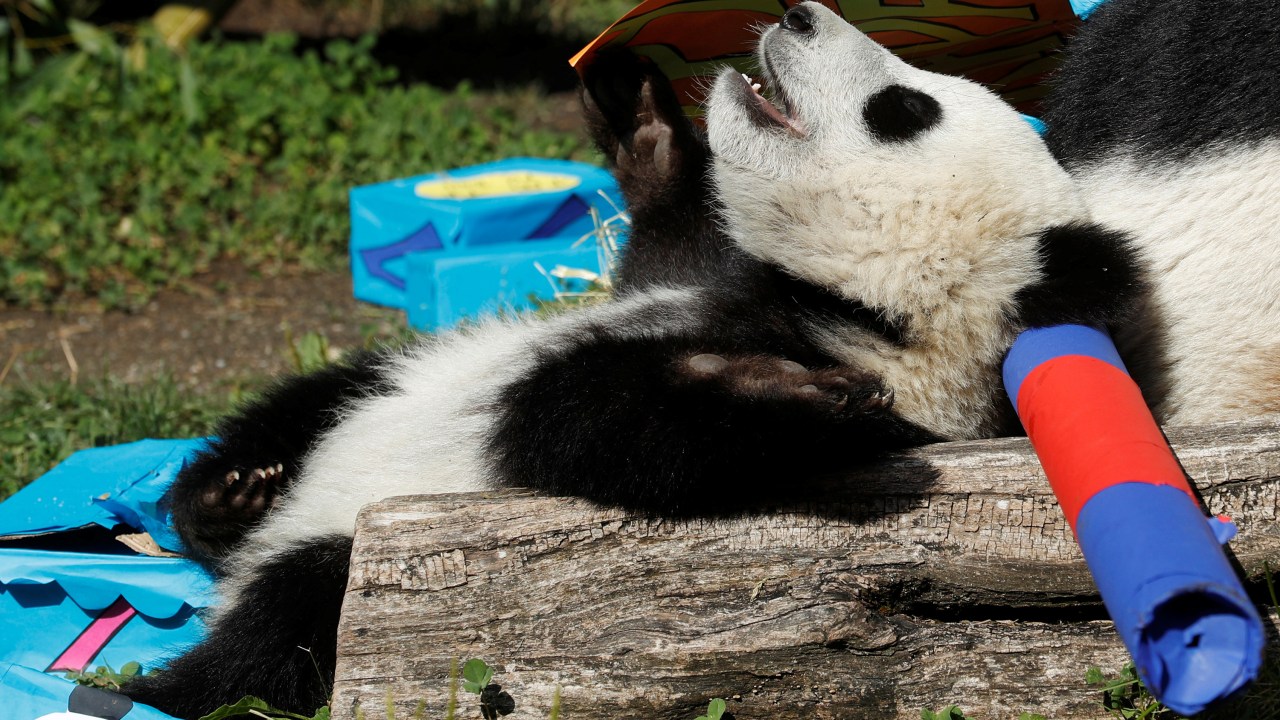 Imagens do dia - Primeiro aniversário do panda Fu Ban