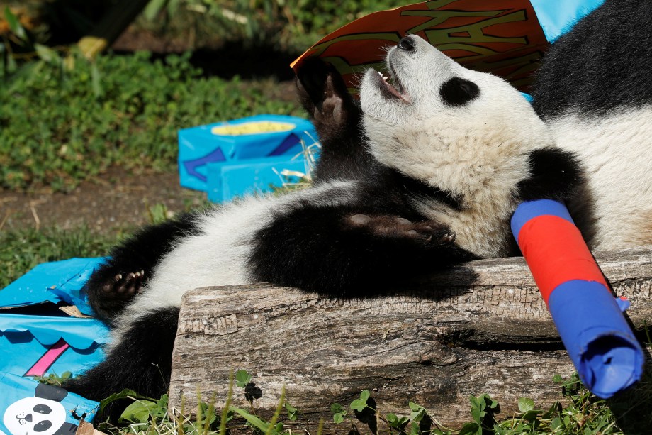 O gigante Panda Cub Fu Ban é fotografado entre parcelas que contêm alimentos em seu primeiro aniversário no Zoo de Schoenbrunn, em Viena, na Áustria - 07/08/2017