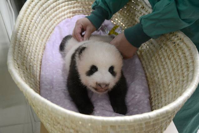 Filhote de panda gigante, nascido em junho e ainda sem nome é visto em foto fornecida pelo zoológico de Ueno em Tóquio, no Japão. O bebê de apenas dois meses e três quilos ainda não consegue ficar de pé sozinho e deve receber um nome quando completar cem dias - 11/08/2017