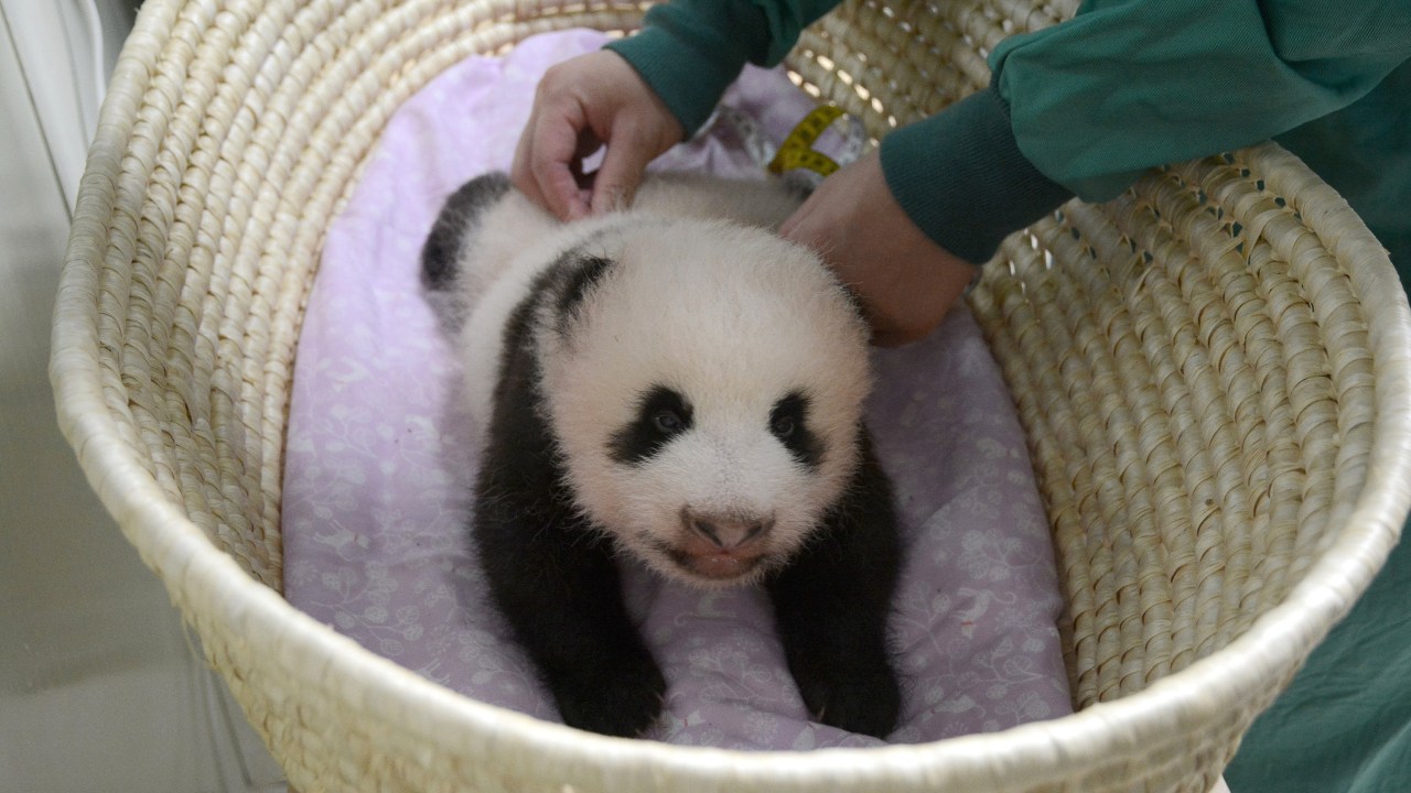 Imagens do dia - Bebê panda no Japão