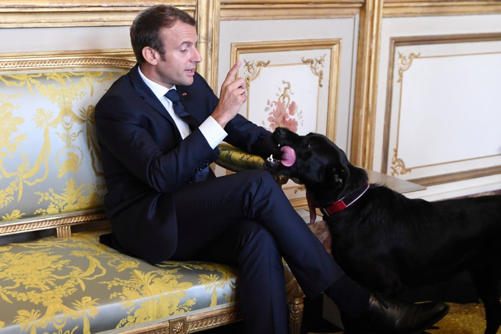 Imagens do dia - Macron brinca com seu cão no Eliseu em Paris
