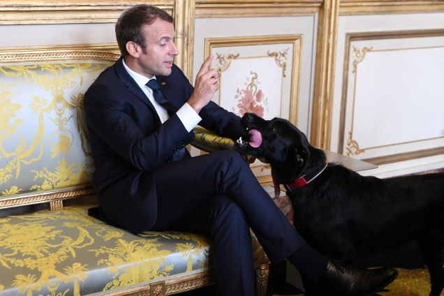 O presidente francês, Emmanuel Macron, brinca com seu cão Nemo durante reunião com o vice-chanceler e o ministro dos Negócios Estrangeiros da Alemanha no Palácio do Eliseu em Paris, na França - 30/08/2017