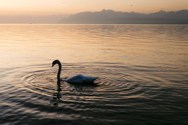 Cisne atravessa o lago de Genebra ao nascer do sol em Rolle, no oeste da Suíça - 30/08/2017