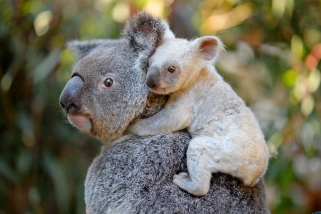 Raro bebê coala de pelo branco e ainda sem nome, é fotografada nos ombros de sua mãe, Tia, no Jardim Zoológico da Austrália, em Sunshine Coast, no estado de Queensland - 22/08/2017
