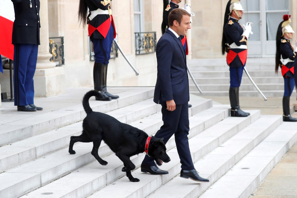 Presidente da França adota cachorro