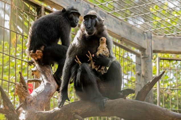 Um casal de macacos do zoológico de Ramat Gan, em Israel, adotou uma galinha. O animal que entrou na jaula dos primatas nesta semana já se tornou inseparável de Liv, que não larga o filhote por um minuto - 25/08/2017
