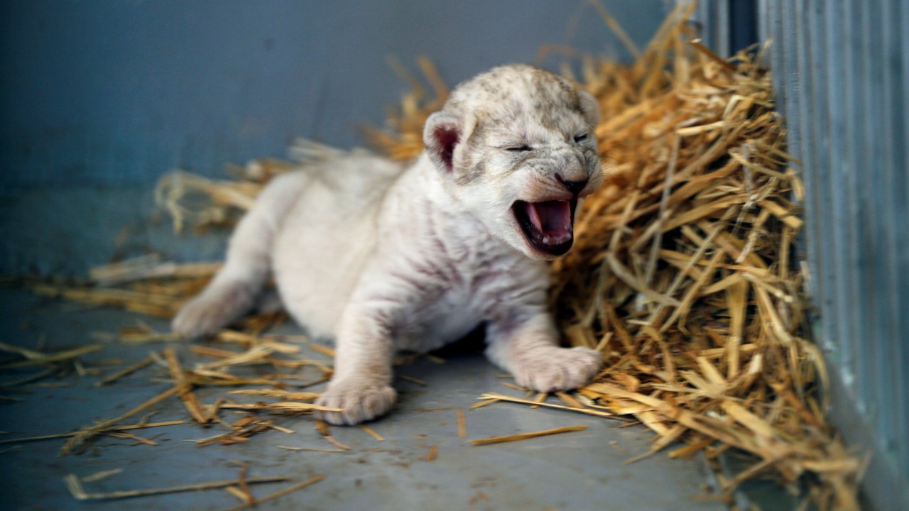 Imagens do dia - Bebê leão