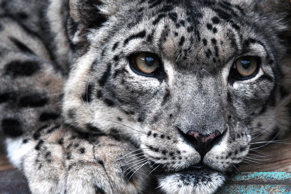 Imagens do dia - Leopardo-das-neves no Quirguistão
