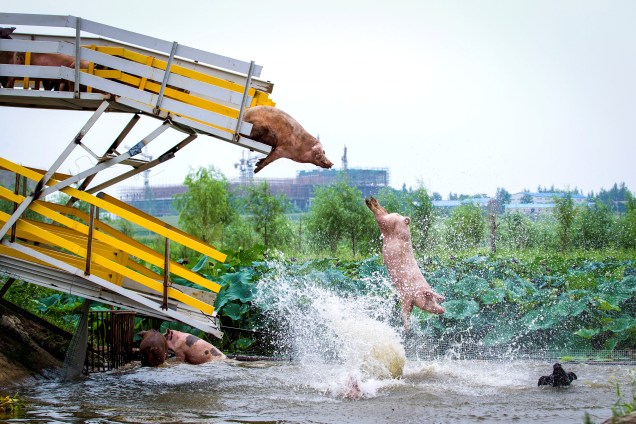 Porcos são transferidos de uma plataforma para um tanque de água por criadores durante um exercício diário em uma fazenda de Shenyang, província de Liaoning, na China - 14/08/2017