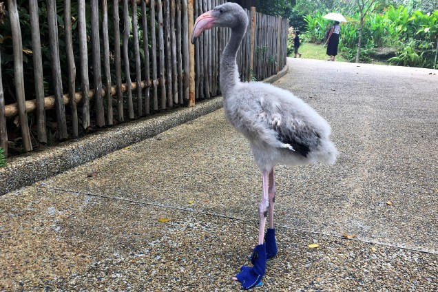 Um filhote de flamingo chamado Squish veste botas para proteger suas patas do chão quente, no Jurong Bird Park, em Cingapura - 18/08/2017