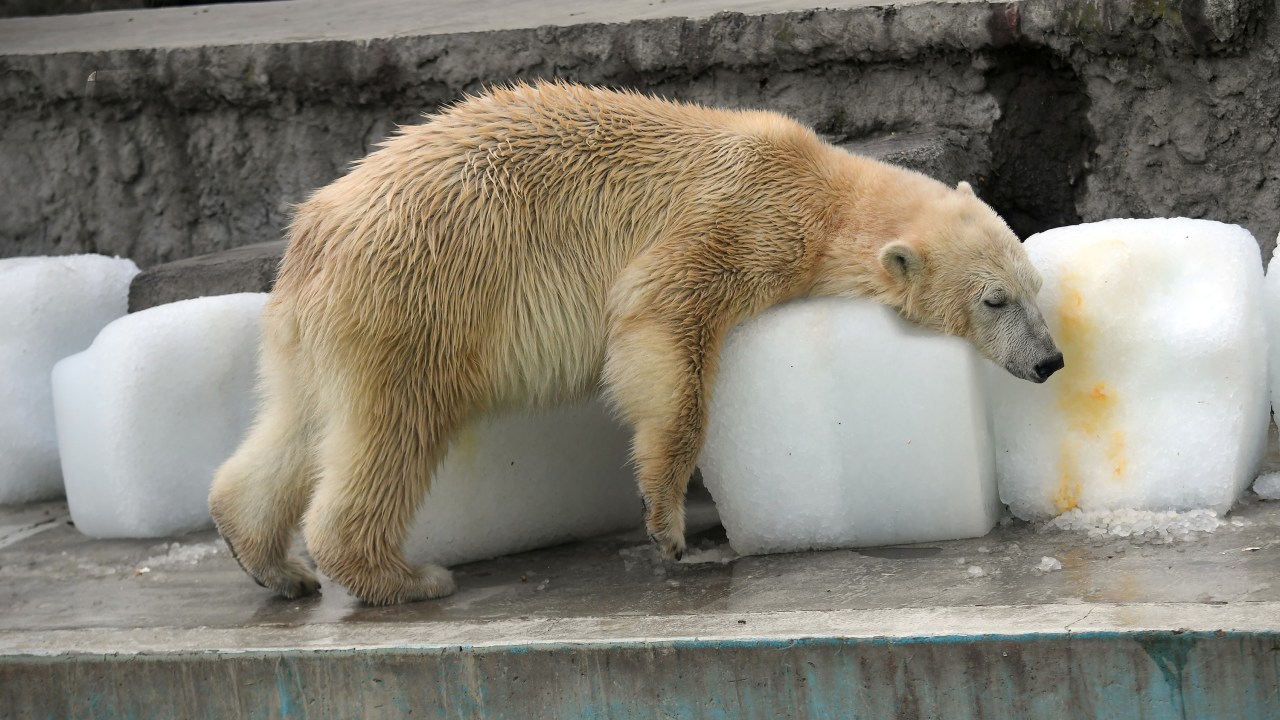 Imagens do dia - Urso se refresca do calor na Hungria