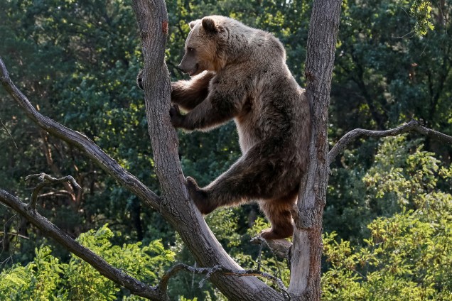 Urso marrom é visto em um abrigo na pequena cidade de Berezivka, na Ucrânia. Cinco ursos que sofreram maus tratos e foram resgatados de circos e zoológicos privados e restaurantes vivem no local - 15/08/2017