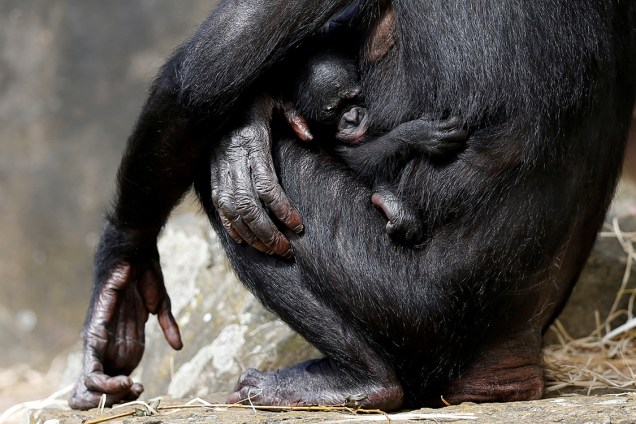 Mamãe chimpanzé carrega filhote de uma semana no colo, no zoológico de Mechelen, na Bélgica - 09/08/2017