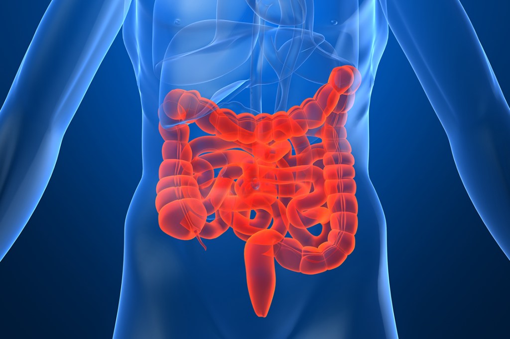 ilustração 3D do intestino