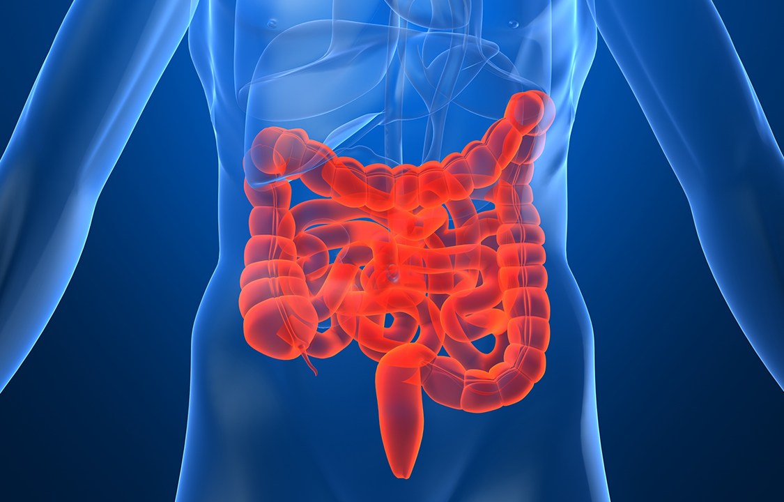 ilustração 3D do intestino