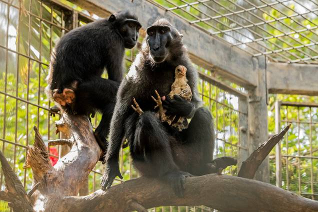 A macaca Niv cuida de seu filho adotivo, um frango, no zoológico de Ramat Gan, em Israel A macaca Niv cuida de seu filho adotivo, um frango, no zoológico de Ramat Gan, em Israel