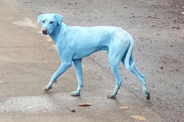 Cães de rua em Mumbai, na Índia, se contaminam com água de resíduos industriais e ficam com a pele azul