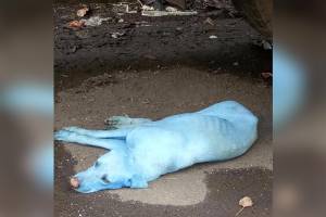 Cachorros azuis na Índia